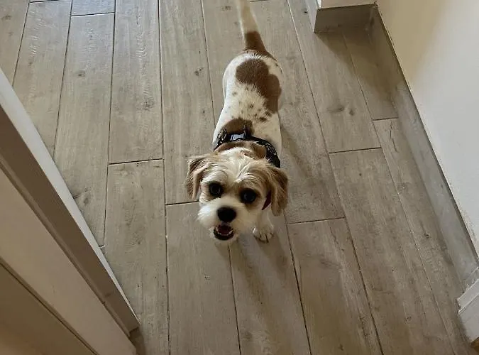 Grand F2 Antibes: Vintage Charm, Proximity & Pet-friendly * Antibes